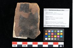 Foto (Objekt + Etikett) von Rhytisma parschlugianum Ettingshausen (NHMW-GEO-2024-0188-0089)